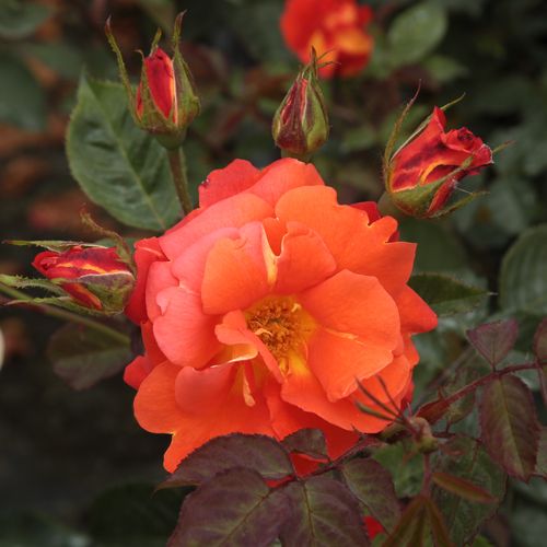 Gärtnerei - Rosa Lydia® - orange - park und strauchrosen - stark duftend - Reimer Kordes - Sie blüht gruppenweise in kleinen Sträußen. Ihre Blüten sind rot-orange und kelchförmig.